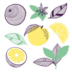 Collection of citrus. Fruit, leaf and piece of orange or lemon. Vector hand drawn illustration in modern trendy flat style for web, print. - 272997058