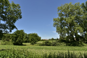 Fototapeta premium Champs de maïs 🌾 sous un ciel bien dégagé près du bourg de Champagne au Périgord Vert