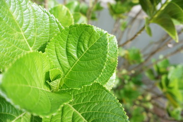 Fototapeta na wymiar Fresh mint leafs in mortar on garden in daylight 