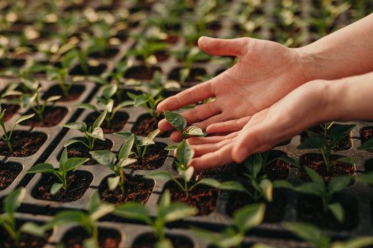 Crop hands tending seedlings in greenhouse