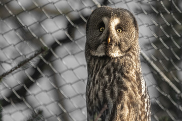 portrait of beautiful great grey owl