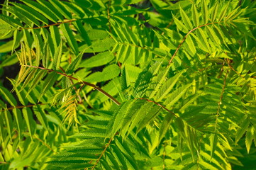background of green leaves with striped texture