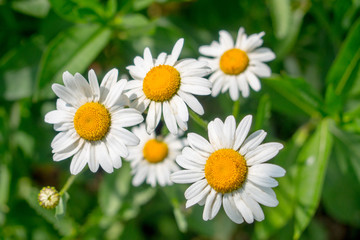 Obraz premium field chamomile closeup on green background