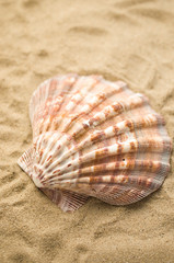 Fototapeta na wymiar Shells by beach, holidays background