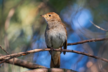 nightingale meets the dawn while sitting in the trees