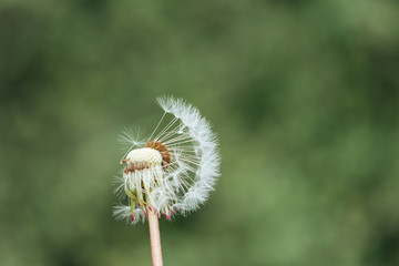 close up view of fluffy fragile dandelion on blurred green background