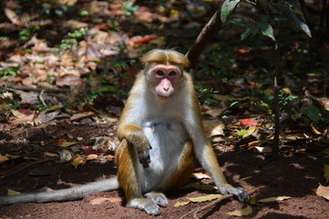 Ceylon Hat Monkey