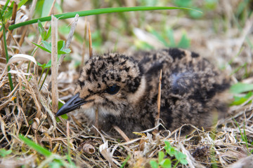 Tiny chick lapwing in the dry grass