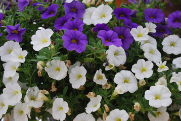 Purple and White Flower Display