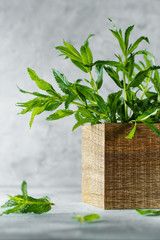 Green mint in crate on grey backfround.  Fresh mint close up in wooden box. Aromatic herbs enrich the vegetarian cuisine