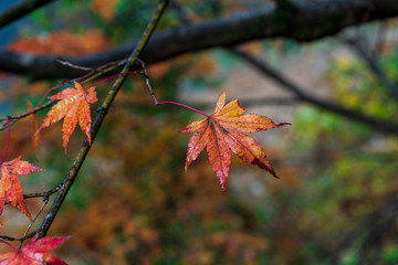 雨に濡れる紅葉