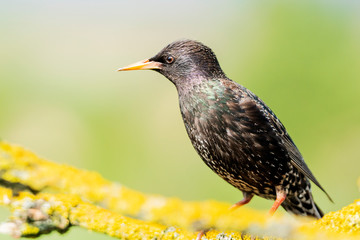 starling sits on a beautiful mossy branch