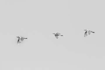 Grey heron (Ardea cinerea)