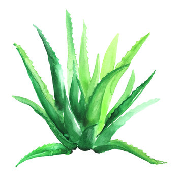 Aloe Vera plant handdrawn watercolor