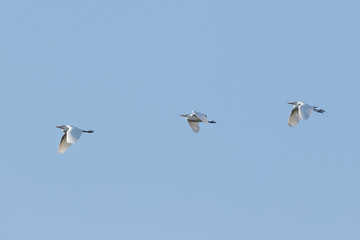 Grey heron (Ardea cinerea)