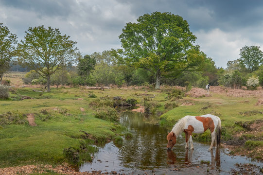 A Beautiful Pony Drinking From A Stream In The New Forest