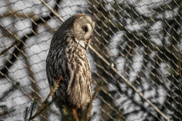 portrait of beautiful great grey owl