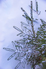 background with fir branches in the snow
