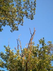 branch of a tree in spring