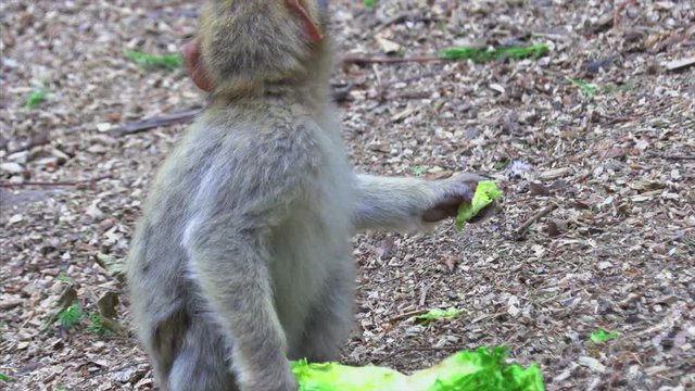 Adult Barbary Monkeys in search of nutrition