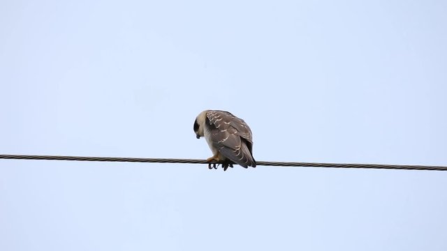 Black-shouldered kite on electrical wires with sky background.