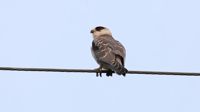 Black-shouldered kite on electrical wires with sky background.
