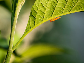 Orange insects live on green leaves.