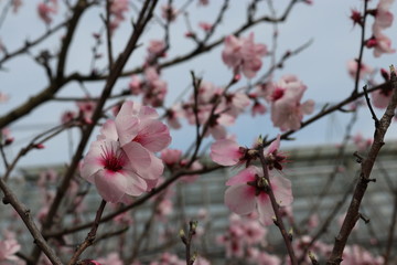 アーモンドの花