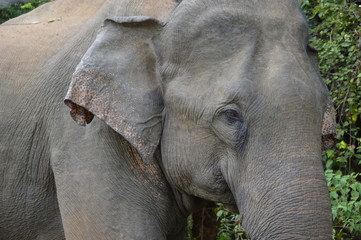 Asian Elephant