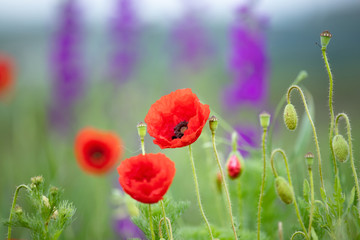 Fototapeta premium Red poppies in the meadow