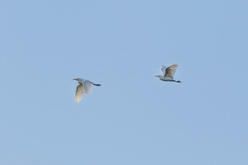 Obraz premium Grey heron (Ardea cinerea)