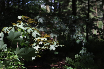flowers in forest