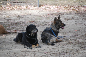 Group of Dogs on Obedience Course