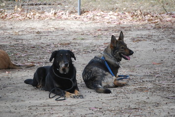 Group of Dogs on Obedience Course