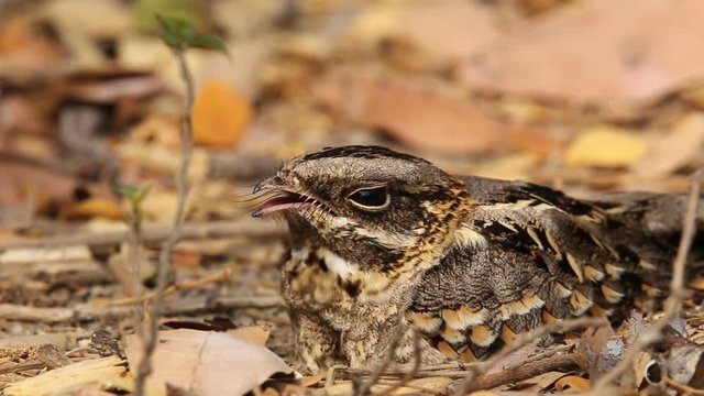 Large-tailed Nightjar ( Caprimulgus macrurus) Sleeping on the ground.