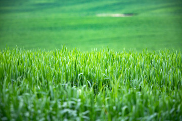 Green field