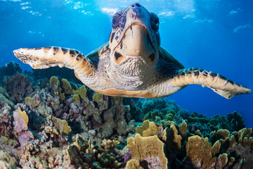 Obraz premium Close up wide angle of Sea Turtle in clear blue water with blue background and negative space.
