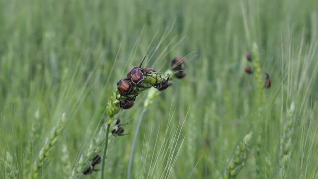 a colony of bread beetles Anisoplia austriaca on the ears of grain crops destroys the crop