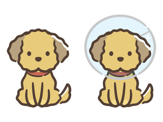 エリザベスカラーをつけた子犬