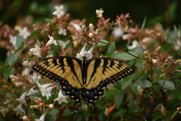 Obraz premium swallowtail butterfly
