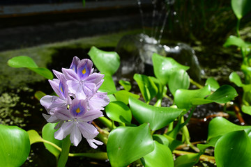 Closed up view of Purple Hyacinth Flowers on the Pond