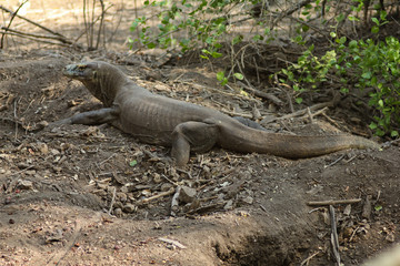 Komodo dragon (Varanus komodoensis) is the largest lizards in the world. The largest living of this species is found in the Komodo and Rinca island, in Flores, Indonesia