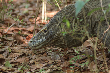 Komodo dragon (Varanus komodoensis) is the largest lizards in the world. The largest living of this species is found in the Komodo and Rinca island, in Flores, Indonesia