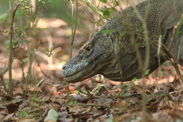Komodo dragon (Varanus komodoensis) is the largest lizards in the world. The largest living of this species is found in the Komodo and Rinca island, in Flores, Indonesia