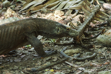 Komodo dragon (Varanus komodoensis) is the largest lizards in the world. The largest living of this species is found in the Komodo and Rinca island, in Flores, Indonesia