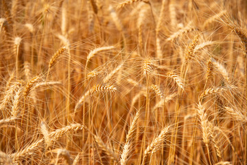 Growth nature harvest. Wheat field natural product. Ears of golden wheat close up. Rural scene under sunlight. Summer background of ripening ears