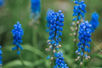 selective focus of bright blue flowers and green leaves