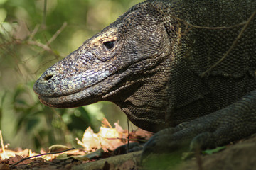 Komodo dragon (Varanus komodoensis) is the largest lizards in the world. The largest living of this...
