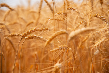 Growth nature harvest. Wheat field natural product. Ears of golden wheat close up. Rural scene under sunlight. Summer background of ripening ears