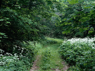 Obraz premium green thickets in the summer dark forest